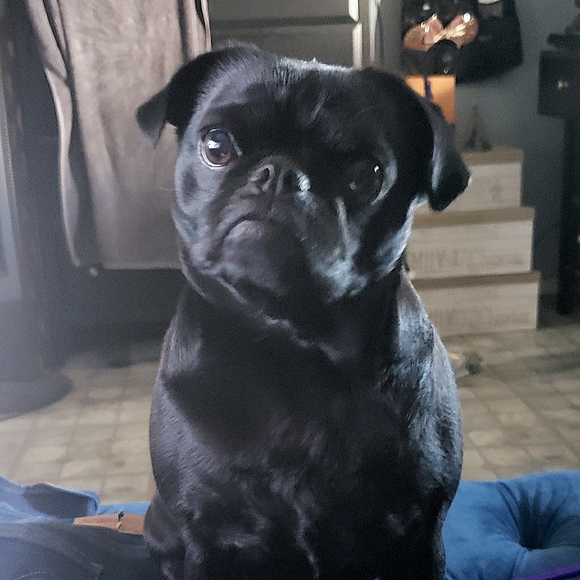 Meet your Posher, Ana - Picture 1 of 1